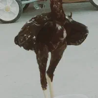 مرغ لاری خروس لاری