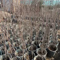 درخت فندوق ۳ ساله گلدانی ریشه پرس