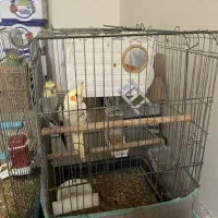 عروس طوطی و فنج بهمراه قفس|پرنده|قزوین, |دیوار