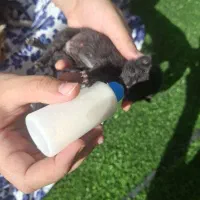 واگذاری گربه بی سرپرست