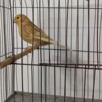 قناری فائو|پرنده|بجنورد, |دیوار