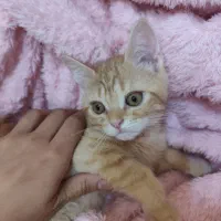 گربه اسکاتیش|گربه|مشهد, سرافرازان|دیوار