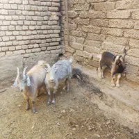 بز بزغاله بزماده بزنر بره میش قوچ|حیوانات مزرعه|ابریشم, |دیوار