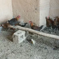 جوجه خروس