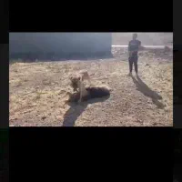 سگ نگهبان|سگ|لاهیجان, بازکیاگوراب|دیوار