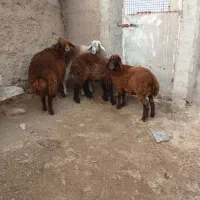 ۴ عددبره های ماده