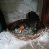 مرغ کرک با 14عدد تخم