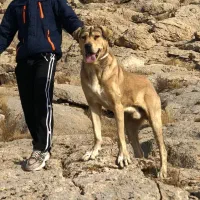 پژدر۱۲ماهه