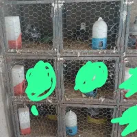 جفتگاه