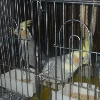 عروس هلندی نر و ماده