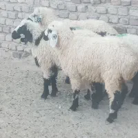 ۴تا بره دوتا نره دوتا ماده