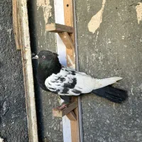 تعدادی کفتر رنگی جفت تهرونی نر و ماده|پرنده|مشهد, رضاشهر|دیوار