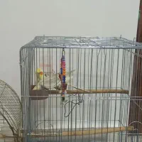 یک جفت عروس هلندی.و یک دونه مرغ مینا