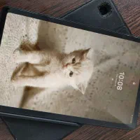 تبلت سامسونگ Tab S6 lite P615