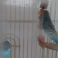 ۲ تا مرغ عشق پنصدهزارتوما|پرنده|تبریز, |دیوار