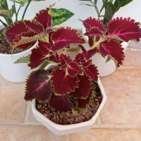 گل طبیعی با گلدان سرامیکی|گل و گیاه طبیعی|زنجان, |دیوار