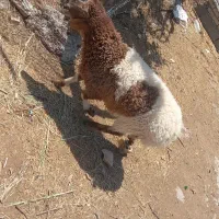 انواع گوسفند قربانی