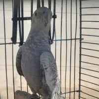 عروس هلندی نر|پرنده|کوهدشت, |دیوار