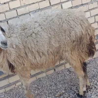 بره