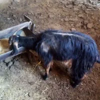 5 عد د بز بفروش میرسذ|حیوانات مزرعه|شیراز, مسلم|دیوار