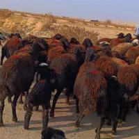 50 راس گوسفند قزل جوان زاییده و آبستن سنگین