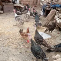 بوقلمون جوان