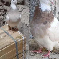 کبوتر،طوقی نسل درجه یک،دونه ای ۷۰۰روهم|پرنده|بیستون, |دیوار