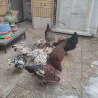 گلین(مرغ و خروس لری عشایری)|حیوانات مزرعه|فولادشهر, C4|دیوار