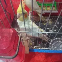 عروس هلندی لوتینو نر|پرنده|شوشتر, |دیوار