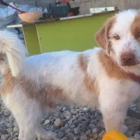 واگذاری سگ خانگی