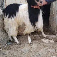 فروش بز نر تکه۳۲میلیون تومان