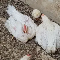 دانه میکسر گوشتی با بهترین مواد مغذی|لوازم جانبی حیوانات|گالیکش, |دیوار