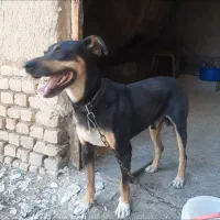 روتوایلر