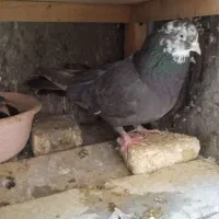 نر و ماده سرکه ای عتیقه