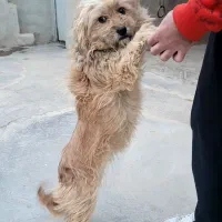 واگذاری سگ|سگ|اسفرورین, |دیوار