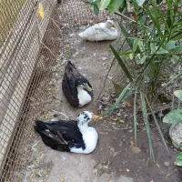 فروش اردک|حیوانات مزرعه|مسجد سلیمان, |دیوار