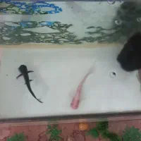 آکواریو و پن کوسه (فوری)|ماهی|بافت, |دیوار