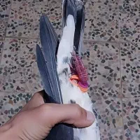 کفتر|پرنده|کردکوی, |دیوار