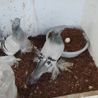 فروش دوعددماده کبوترترکیه ای تزئینی