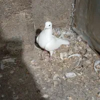 کبوتر با کفتر