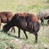 میش افشار