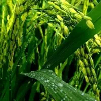 برنج درجه یک خالص و با کیفیت و عطری(کشاورزم)|خوردنی و آشامیدنی|محمودآباد, |دیوار