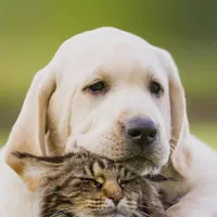 سگ گمشده در بم (مژدگانی  بالا)