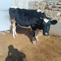 یک عدد گوساله هولشتاین اصل هفت ماه آبستن|حیوانات مزرعه|انگوت, |دیوار