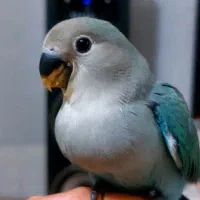 طوطی برزیلی|پرنده|ری, سیزده آبان|دیوار