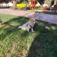 سگ شیتزوتریز