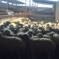 فروش گله میش داشتی درجه یک|حیوانات مزرعه|برخوار, |دیوار