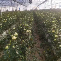 گلخانه اجاره ای