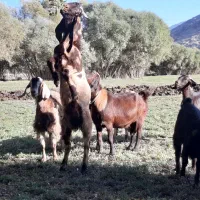 بزغاله نر|حیوانات مزرعه|دینور, |دیوار