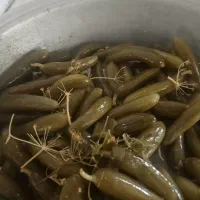 خیارشور تازه وبه قیمت مناسب سوپر نول ممتاز ویژه|خوردنی و آشامیدنی|شیروان (خراسان), |دیوار